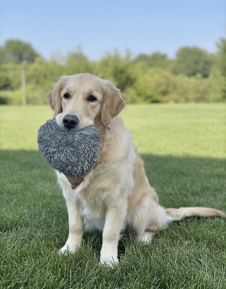 Doggy hero